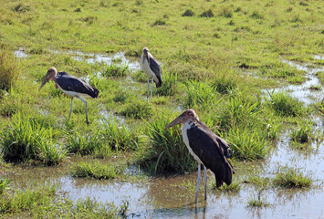 Three Marabou Storks, Masai Mara Kenya Africa
