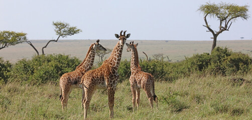 Three young Masai Giraffes, Masai Mara Kenya Africa
