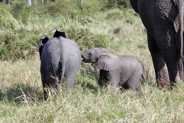 Two very small baby Elephants, Masai Mara Kenya Africa
