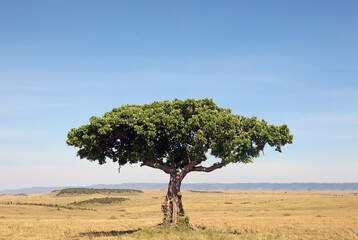View of a Sausage tree in Masai Mara scenery, Kenya Africa
