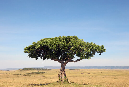 View of a Sausage tree in Masai Mara scenery, Kenya Africa
