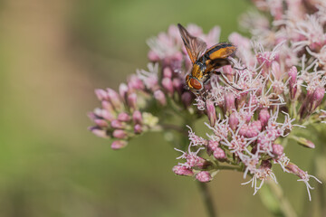 Raupenfliege