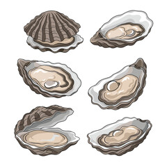 A collection of six delicious and fresh oysters displayed from different angles on a white background.