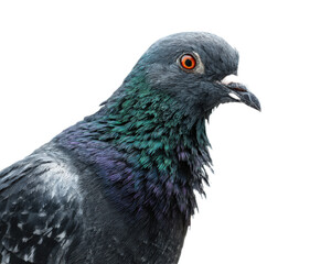 Fototapeta premium Close-Up Image of a Colorful Pigeon with Bright Eyes and Detailed Feathers Against a Plain Background