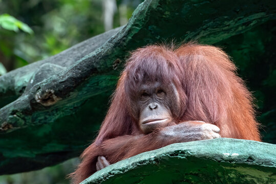 Close-up portrait of a grumpy orangutan sitting in a tree, Sumatra, Indonesia