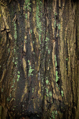 Background texture of tree bark close-up. Tree trunk close-up