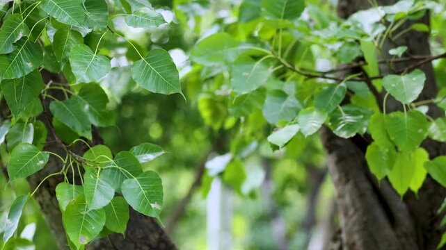 Green Bodhi tree leaves swaying on the branch with natural sunlight, sacred tree in Buddhism, peaceful and spiritual nature background