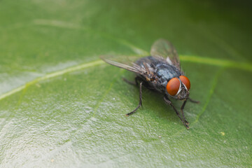 Fototapeta premium Fleischfliege