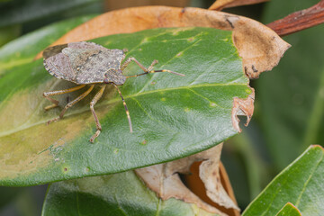 Marmorierte Baumwanze