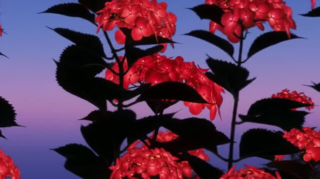 Vibrant pink hydrangea flowers against a blue sky background