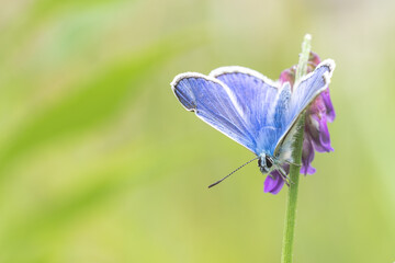 Heuhechel Bl&auml;uling