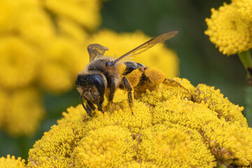 Biene beim Pollensammeln