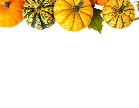Thanksgiving banner with leaves and pumpkins on white background