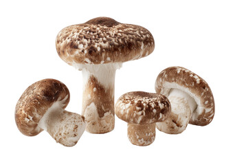 Fototapeta premium Close-up of several brown mushrooms