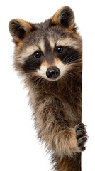 Obraz premium Cute Raccoon Peeking Over Edge of Surface with Curious Expression and Bright Eyes, Ideal for Nature Enthusiasts and Wildlife Lovers