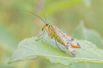 Gemeine Skorpionfliege