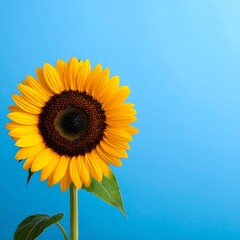 Obraz premium A vibrant sunflower, its yellow petals radiating outward, sits against a gradient of blue, symbolizing nature's beauty and cheerful spirit