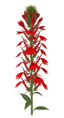 A tall, vibrant red cardinal flower lobelia cardinalis blooming with many small, tubular flowers on a green stalk, isolated on transparent background