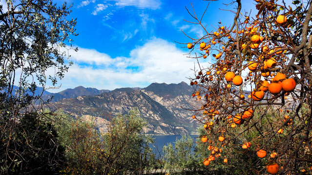 Lake Garda seen from the panoramic road above Malcesine with olive trees and persimmon tree in autumn