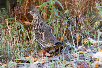 Ruffed grouse Bonasa umbellus shows his curiosity at the side of the road