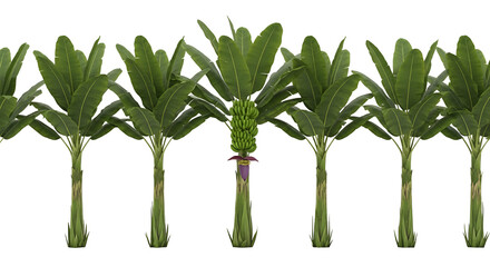 A row of banana trees with a bunch of green bananas on one tree, isolated on transparent background