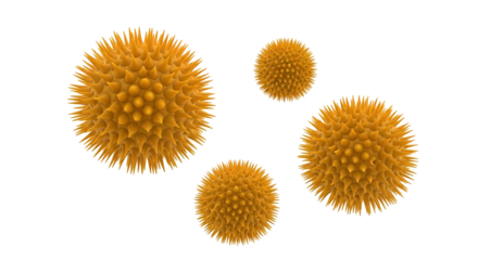 A group of four orange, spiky pollen grains isolated on a transparent background, representing allergens and plant reproduction