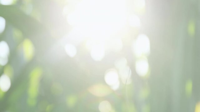 blur sugarcane leaves green with morning sunlight in soft bokeh. natural and refreshing atmosphere, perfect for agriculture and environment concepts
