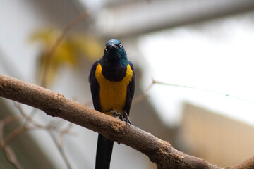Vogel, bunt, gelb, blau