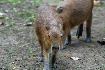 wild boar in the forest