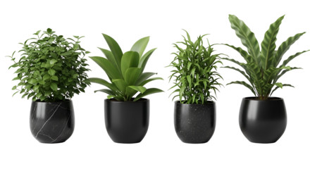 Four different potted green houseplants in black pots, isolated on transparent background