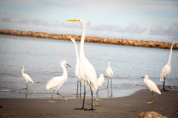 Garzas de Cartagena