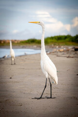 Garzas de Cartagena