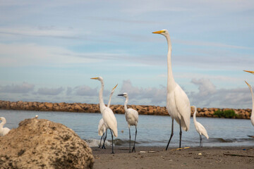 Garzas de Cartagena