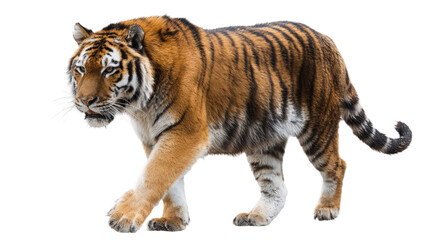 Naklejka premium Majestic tiger walking gracefully with prey in its mouth against a transparent background in a wildlife photography setting