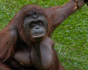 Close up orangutan at zoo