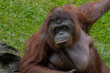 Close-Up of an Orangutan	