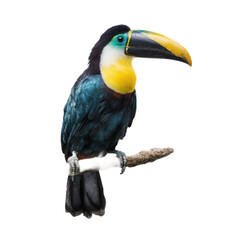 Vibrant toucan with bright yellow bill perched on a natural branch isolated on white background showcasing wildlife beauty