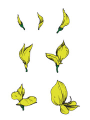 Deconstructed flower vector illustration. Hand drawn flower growing.