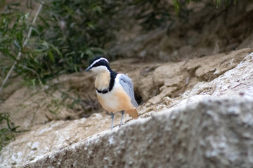 Vogel, bunt, beige, blau