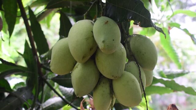 A lush cluster of unripe green mangoes hanging from a branch, covered in fresh raindrops, showcasing organic tropical fruit growth and natural abundance.