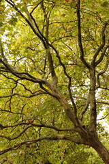 Lush Green Tree Canopy With Interwoven Branches and Sunlight Filtering Through Leaves On A Bright Day
