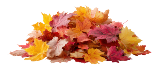 Colorful autumn maple leaves create a vibrant pile isolated on white background, capturing the essence of the fall season beautifully