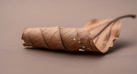 Close-up of a dry, curled brown leaf resting on a neutral surface.