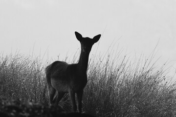 deer in the grass