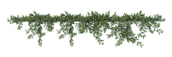 greenery,  ivy, vine trees with small light flowers. The leaves are various shades of green, and the foliage hangs down naturally against a white background.