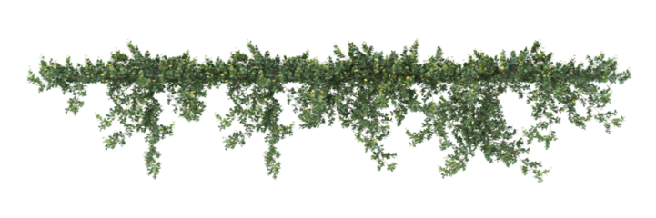 greenery,  ivy, vine trees with small light flowers. The leaves are various shades of green, and the foliage hangs down naturally against a white background.