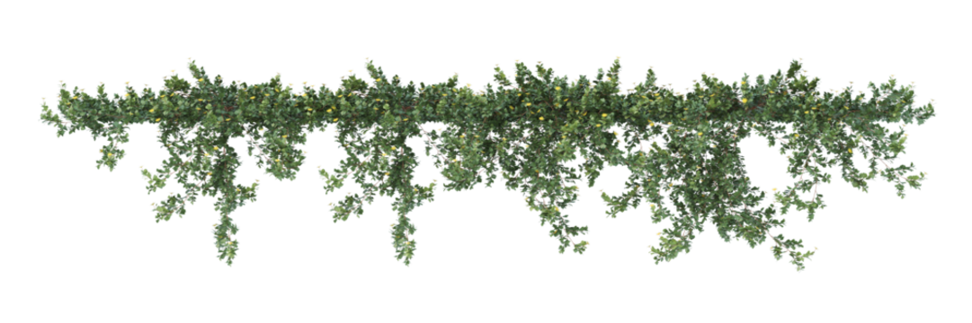 greenery,  ivy, vine trees with small light flowers. The leaves are various shades of green, and the foliage hangs down naturally against a white background.