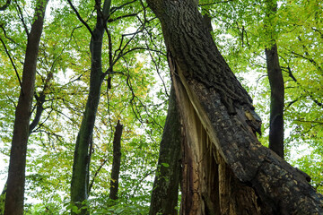 A large, split tree trunk with rough bark leans against another tall tree in the forest with bright...