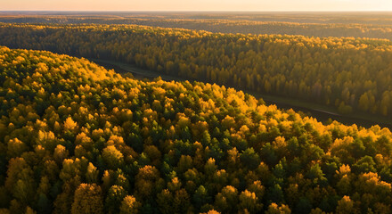 Aerial view of a dense forest with trees in autumn colors at dusk
