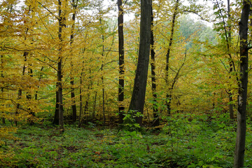Obraz premium ​A wide forest landscape in early autumn shows the contrast between vertical tree trunks and bright yellow-golden foliage on the branches.